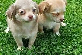 Chihuahua długowłosa szczeniaki!