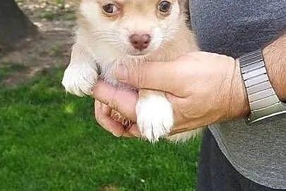 Chihuahua długowłosa szczeniaki!, Małopolskie, Tarnów