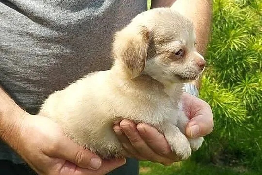 Chihuahua długowłosa szczeniaki!, Małopolskie, Tarnów