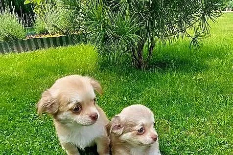 Chihuahua długowłosa szczeniaki!, Małopolskie, Tarnów