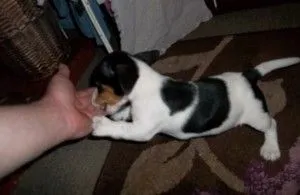 Na sprzedaż szczeniak Jack Russell Terrier, posiada wszystkie dokumenty i jest gotowy do odbioru., Śląskie, Mysłowice