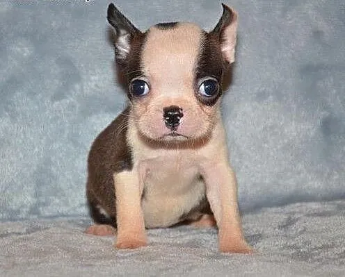 KC Reg Boston Terrier do adopcji , dolnośląskie B