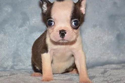 KC Reg Boston Terrier do adopcji	,  dolnośląskie B