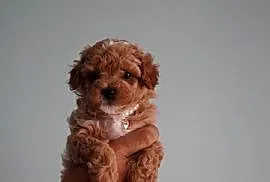 Suczka Maltipoo