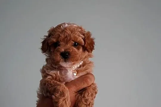 Suczka Maltipoo