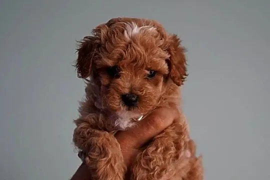 Suczka Maltipoo, Kujawsko-pomorskie, Brzozie