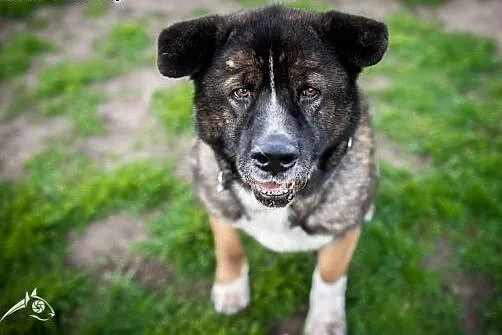 APE vel APSIK poleca się do adopcji :),  małopolsk