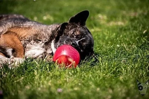 APE vel APSIK poleca się do adopcji :),  małopolsk