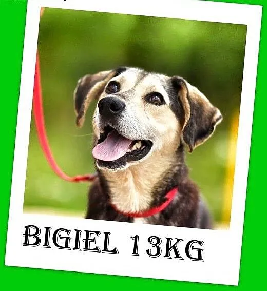 BIGLUś-średni,przyjazny,średnio aktywny,lagodny pi