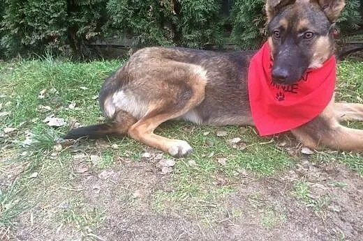 Dakota, 6 miesięczny, łagodny SZCZENIAK szuka domu