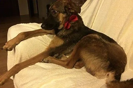 Dakota, 6 miesięczny, łagodny SZCZENIAK szuka domu