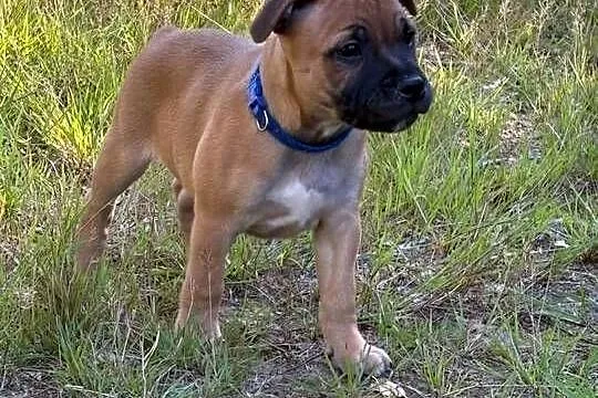 Staffik, Staffordshire Bull terrier, Łódzkie, Łódź
