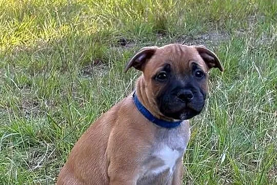 Staffik, Staffordshire Bull terrier, Łódzkie, Łódź