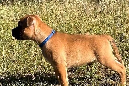Staffik, Staffordshire Bull terrier, Łódzkie, Łódź