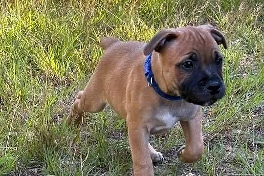 Staffik, Staffordshire Bull terrier, Łódzkie, Łódź