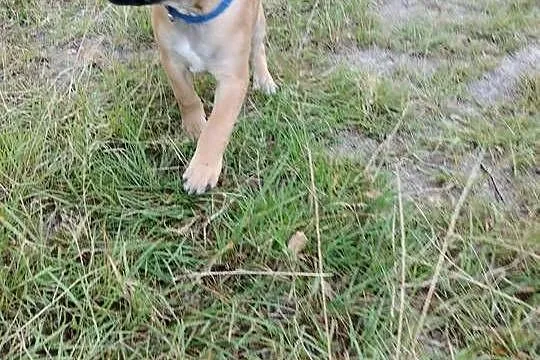 Staffik, Staffordshire Bull terrier, Łódzkie, Łódź