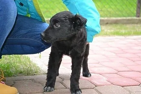Figiel 5 miesięczny szczeniaczek marzy o kochający