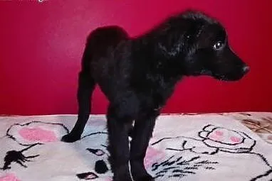 Figiel 5 miesięczny szczeniaczek marzy o kochający