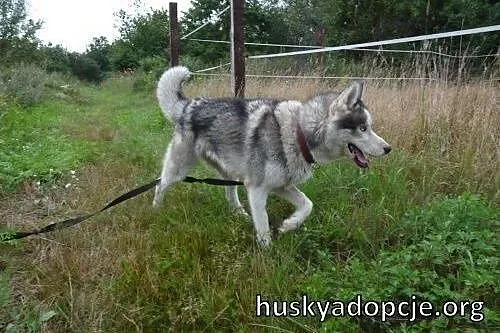 BASTER - wesoły i energiczny pies husky do adopcji