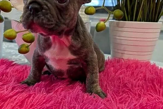 Buldog francuski piesek