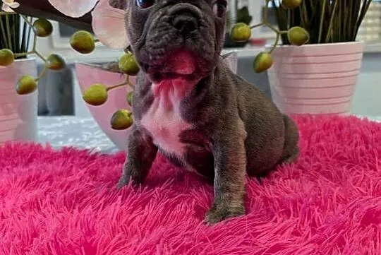 Buldog francuski piesek, Pomorskie, Gdańsk