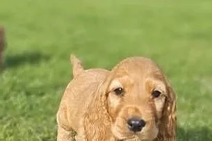 Cocker spaniel, Małopolskie, Ilkowice