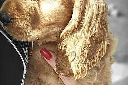 Cocker spaniel, Małopolskie, Ilkowice