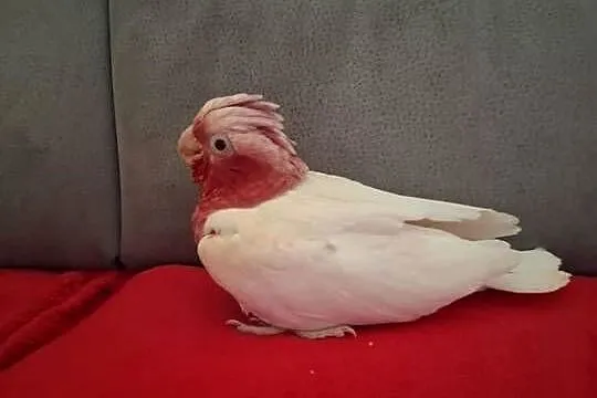 Kakadu różowe lutino, Małopolskie, Chyżne