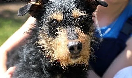 Fuks do adopcji, śląskie Gliwice, Śląskie, Gliwice