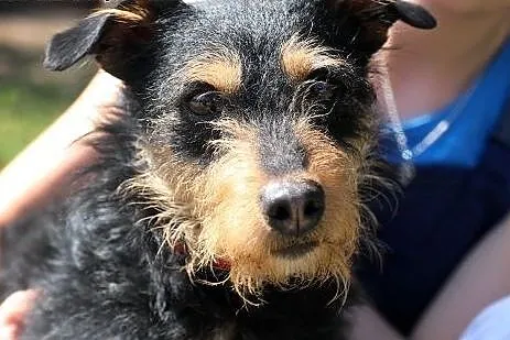 Fuks do adopcji,  śląskie Gliwice, Śląskie, Gliwice