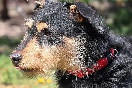 Fuks do adopcji,  śląskie Gliwice, Śląskie, Gliwice