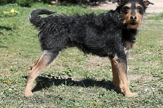 Fuks do adopcji,  śląskie Gliwice, Śląskie, Gliwice