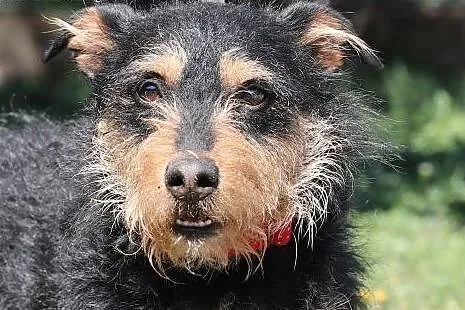 Fuks do adopcji,  śląskie Gliwice, Śląskie, Gliwice