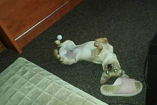 Pilne!Piesek OZZY potrzebuje dom!Mamy czas do 6sty