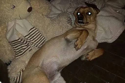 Pilne!Piesek OZZY potrzebuje dom!Mamy czas do 6sty