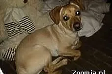 Pilne!Piesek OZZY potrzebuje dom!Mamy czas do 6sty