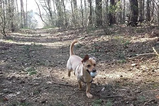 Pilne!Piesek OZZY potrzebuje dom!Mamy czas do 6sty