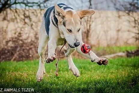 OTOZ Animals - Cosmo - młody, łagodny olbrzym ze z