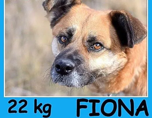 Średnia 22 kg, łagodna, spokojna, kontaktowa suczk