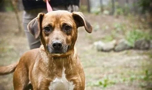 Dwuletni Misiu do adopcji, mazowieckie Warszawa