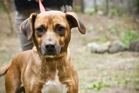 Dwuletni Misiu do adopcji,  mazowieckie Warszawa