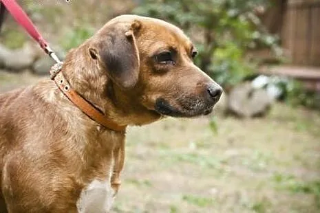 Dwuletni Misiu do adopcji,  mazowieckie Warszawa