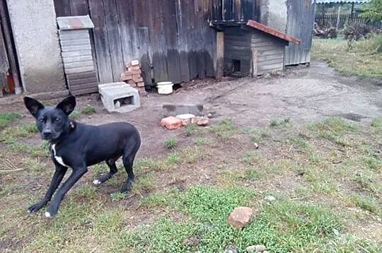 Dżeki szuka domu, 1,5 roku, przyjazny, energiczny