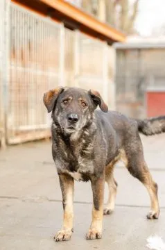 Gaja - pełna mądrości, przyjazna sunia  Gaja, z mitologii greckiej Świat. Gai świat opiera się na sc