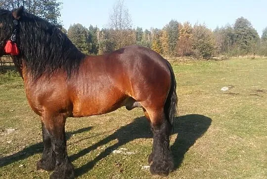 Sprzedam lub zamienie SZRON I, , Wojciechów