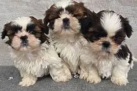 Shih Tzu suczki.