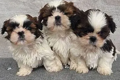 Shih Tzu suczki.