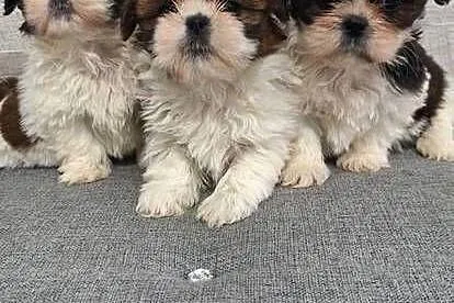Shih Tzu suczki., Mazowieckie, Przysucha