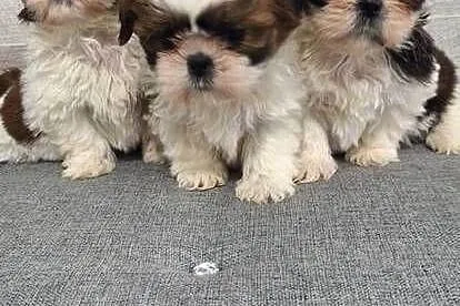Shih Tzu suczki., Mazowieckie, Przysucha