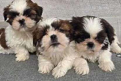 Shih Tzu suczki., Mazowieckie, Przysucha
